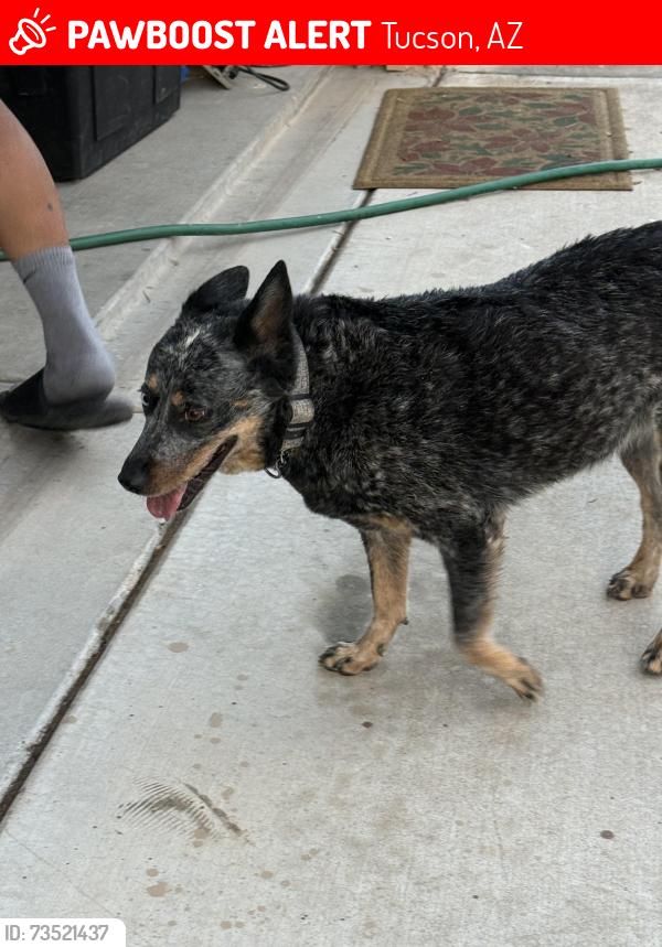Lost Male Dog last seen Drexel and Tucson blvd, Tucson, AZ 85706