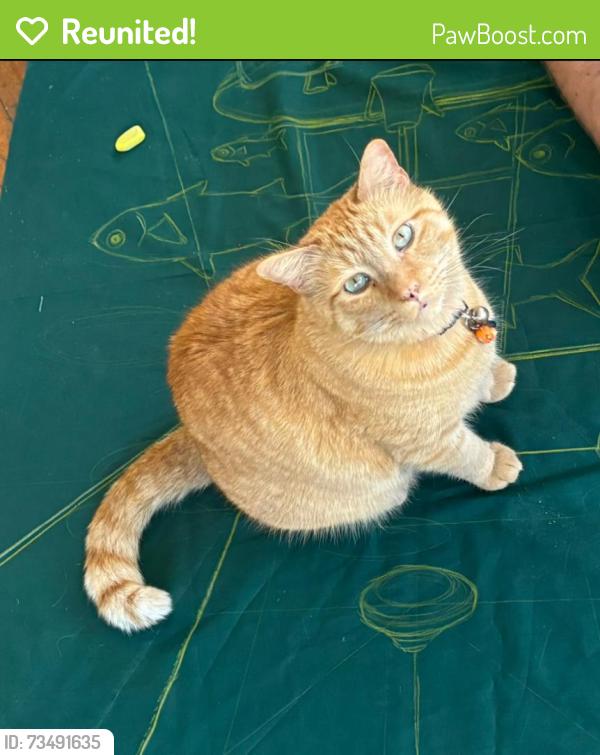 Reunited Male Cat last seen Main Street Coburg, Coburg, VIC 3058