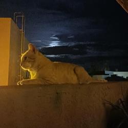 Lost Male Cat last seen S miller rd.buckeye az la cholla ranch apts., Buckeye, AZ 85326
