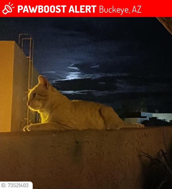 Lost Male Cat last seen S miller rd.buckeye az la cholla ranch apts., Buckeye, AZ 85326