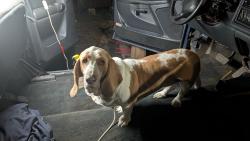 Reunited Female Dog last seen Near clime rd on Harrisburg Pike, Columbus, OH 43223