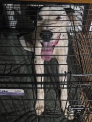 Reunited Male Dog last seen On dirt road chasing cars, Lake County, CA 95461