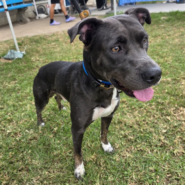 Shelter Stray Male Dog last seen Near BLK ATLANTIC AVE LONG BEACH CA 90813, 7700 E Spring St, Long Beach, CA 90815, USA