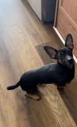 Lost Male Dog last seen Spring avenue Decatur al, Decatur, AL 35601