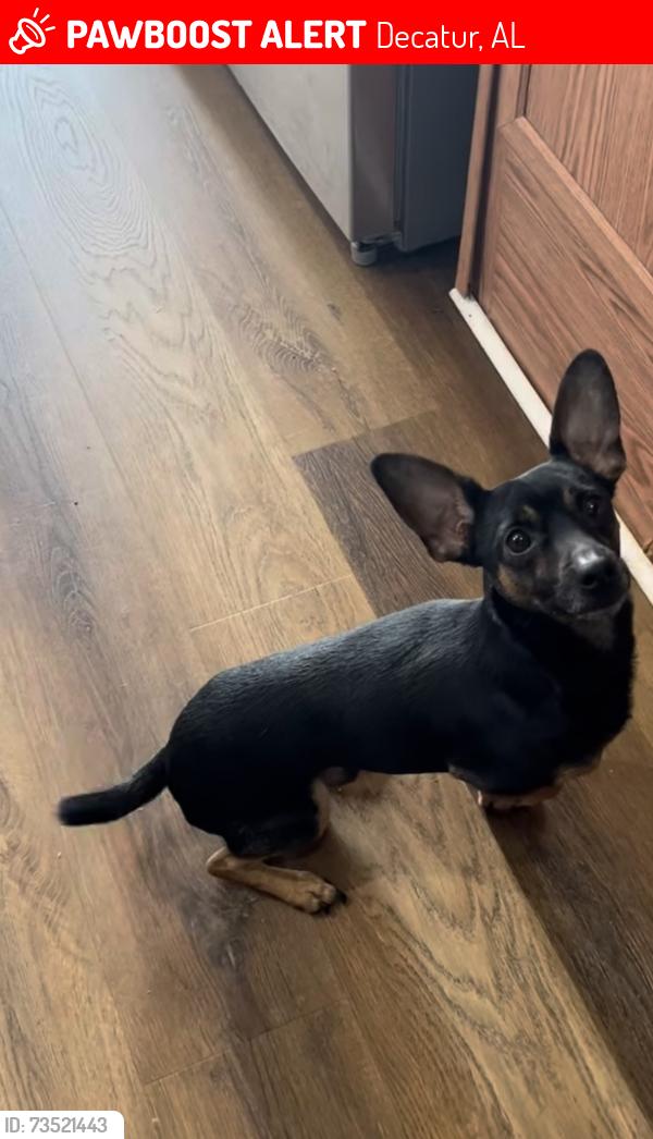 Lost Male Dog last seen Spring avenue Decatur al, Decatur, AL 35601