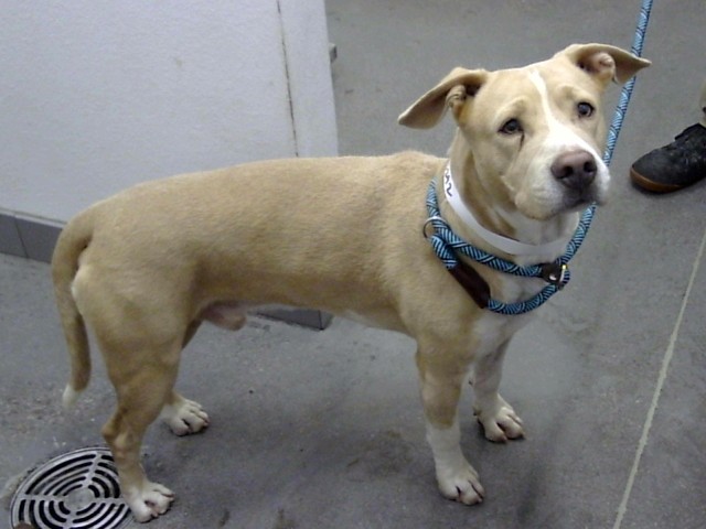 Shelter Stray Male Dog last seen RAY RD AND ARIZONA AVE, 1920 S Lewis, Mesa, AZ 85210, USA