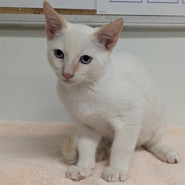Shelter Stray Male Cat last seen , 600 Aviation Dr, Camarillo, CA 93010, USA