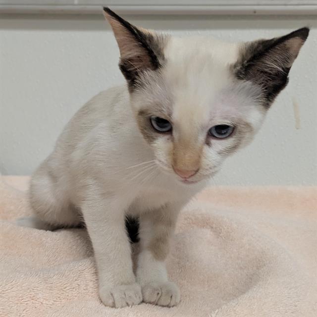 Shelter Stray Female Cat last seen , 600 Aviation Dr, Camarillo, CA 93010, USA
