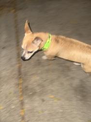 Found/Stray Male Dog last seen 67th and Spaulding, Chicago, IL 60629