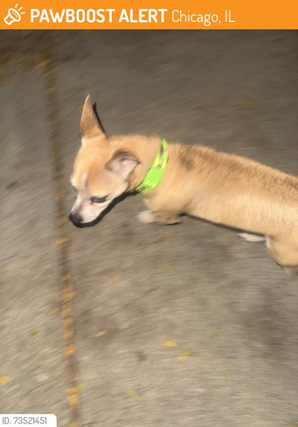 Found/Stray Male Dog last seen 67th and Spaulding, Chicago, IL 60629