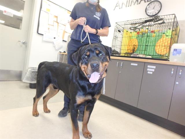 Shelter Stray Male Dog last seen , 14409 Vanowen St, Van Nuys, CA 91405, USA
