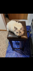 Found/Stray Female Cat last seen Shoreview Dr, Minneapolis, MN 55422