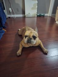 Reunited Male Dog last seen Near sw 4th ave, Fort Lauderdale, FL 33315