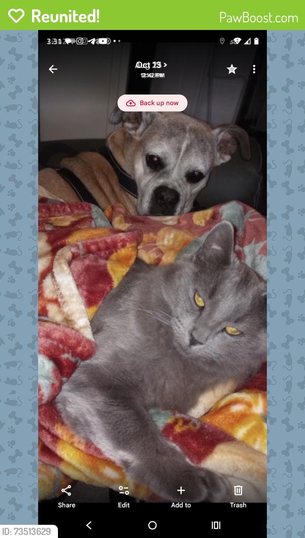 Reunited Male Cat last seen Ronald Reagan and 257, Liberty Hill, TX 78642