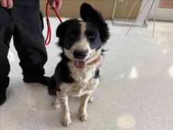 Shelter Stray Female Dog last seen , 14409 Vanowen St, Van Nuys, CA 91405, USA