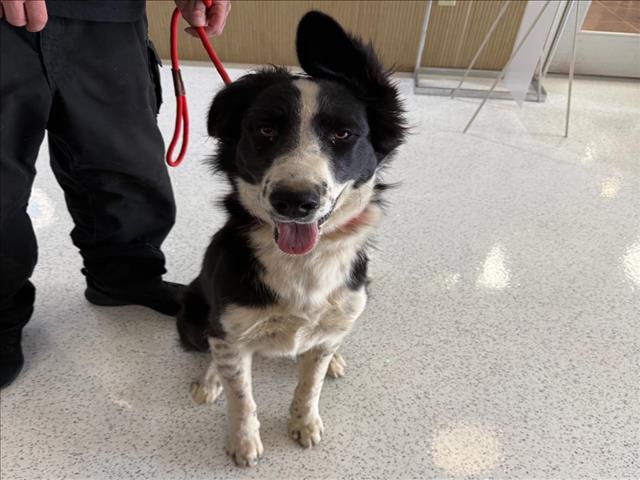 Shelter Stray Female Dog last seen , 14409 Vanowen St, Van Nuys, CA 91405, USA