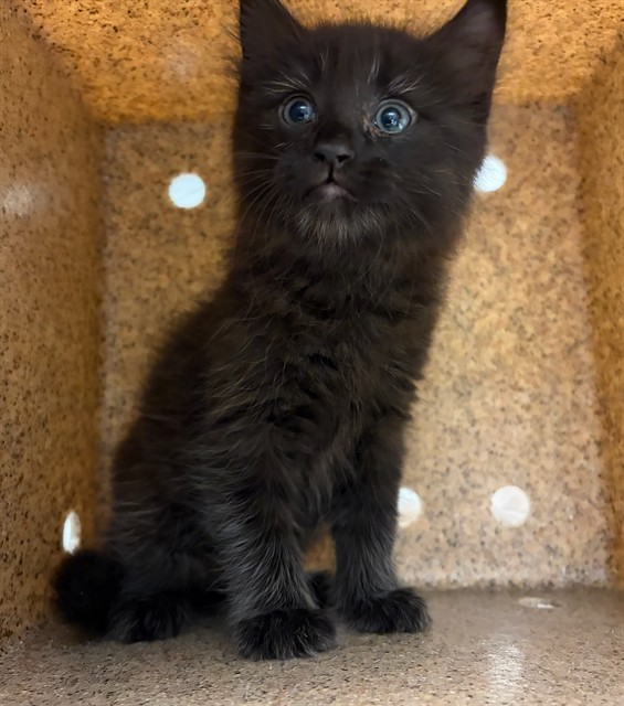 Shelter Stray Unknown Cat last seen , 4275 Elton St, Baldwin Park, CA 91706, USA