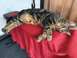 Lost Male Cat last seen Bryan Lumsden, Brandon, FL 33511