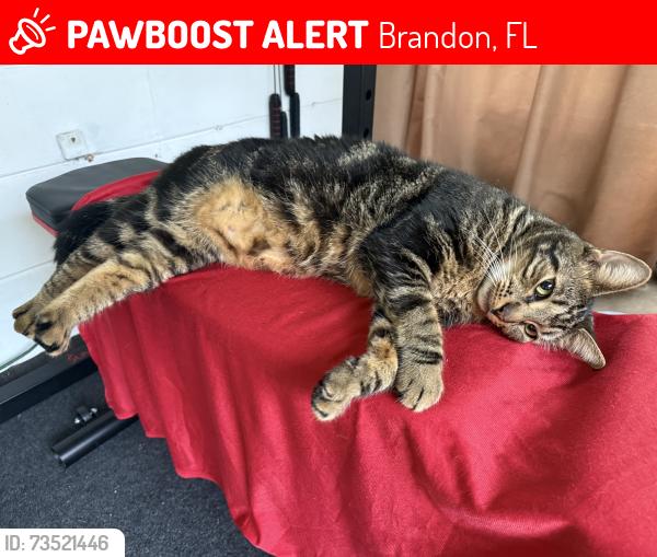 Lost Male Cat last seen Bryan Lumsden, Brandon, FL 33511