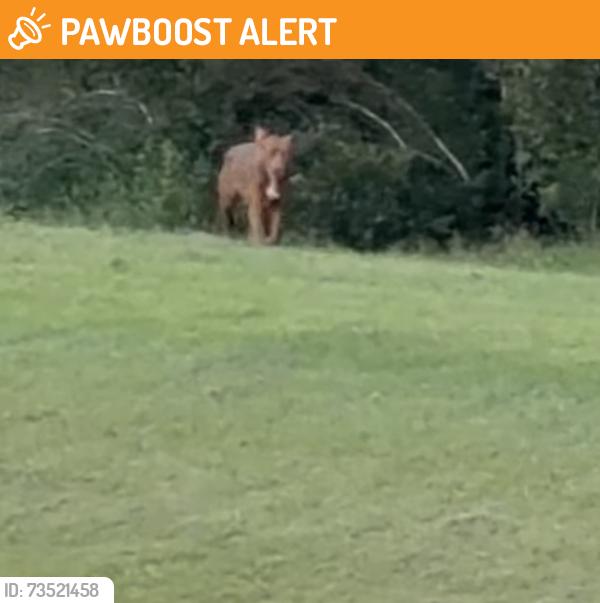 Found/Stray Unknown Dog last seen Anza Way, St. Johns County, FL 32084