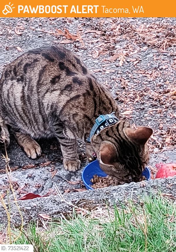 Found/Stray Unknown Cat last seen S 16th St & S Ainsworth Ave, Hilltop, Tacoma, WA 98405
