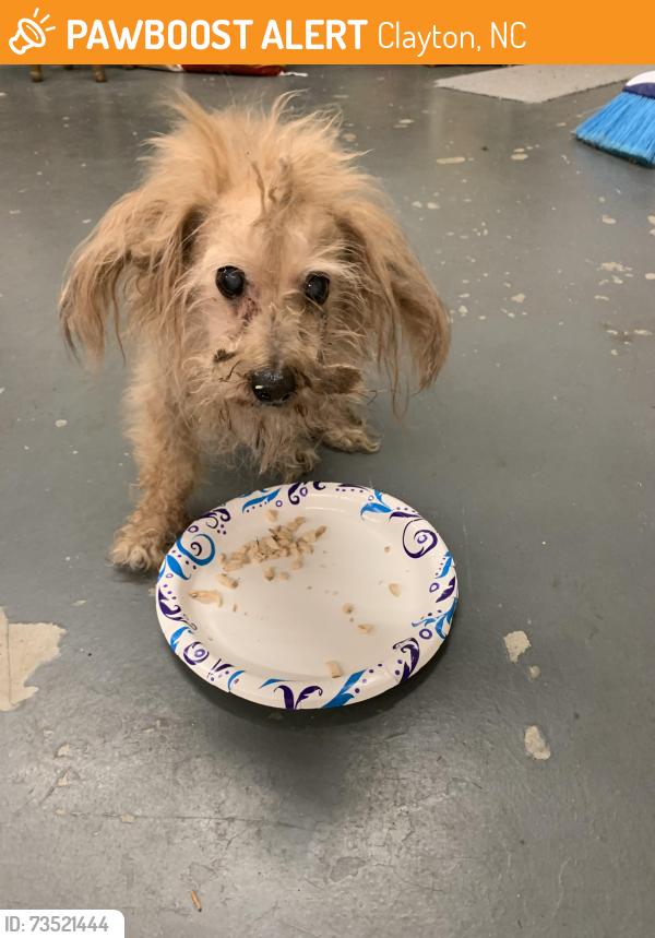 Found/Stray Female Dog last seen Meadow Run and Sleepy Creek Drive, Clayton, NC 27520