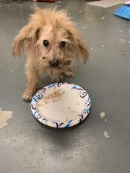 Found/Stray Female Dog last seen Meadow Run and Sleepy Creek Drive, Clayton, NC 27520