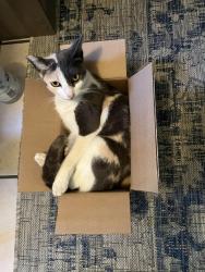 Lost Female Cat last seen Rincon and lashburn, Los Angeles, CA 91342