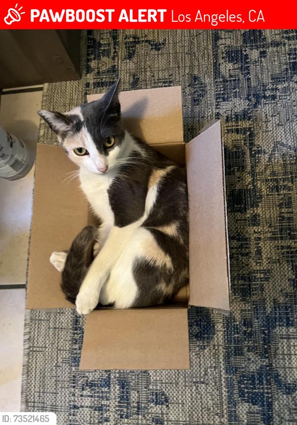 Lost Female Cat last seen Rincon and lashburn, Los Angeles, CA 91342