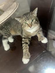 Lost Male Cat last seen Homecrest Rd., Valleyfield Dr., Aspen Hill, MD 20906