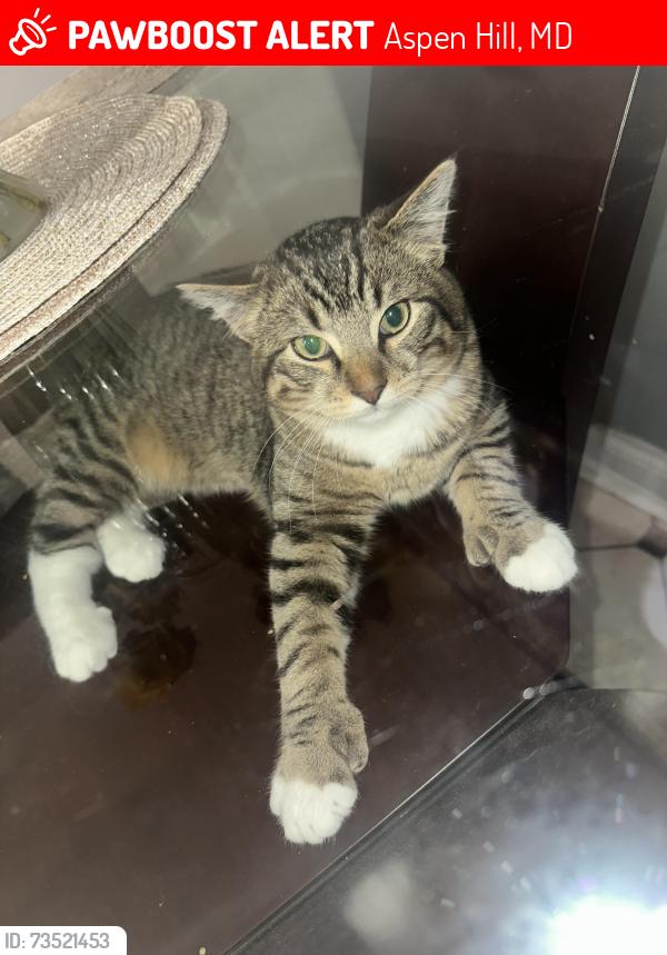 Lost Male Cat last seen Homecrest Rd., Valleyfield Dr., Aspen Hill, MD 20906