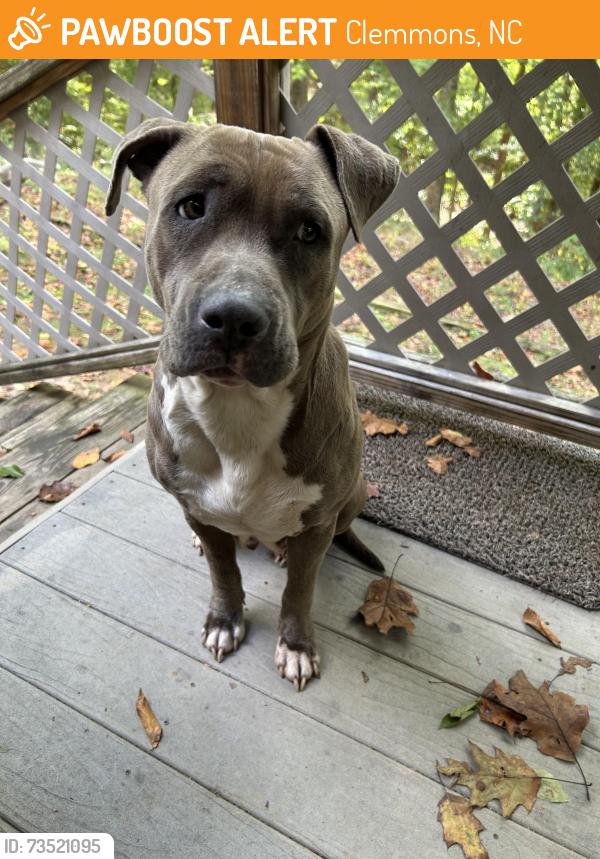 Found/Stray Female Dog last seen Our yard, Clemmons, NC 27012