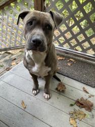 Found/Stray Female Dog last seen Our yard, Clemmons, NC 27012
