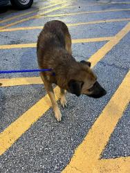 Shelter Stray Male Dog last seen Near BLOCK NW 140TH TER, 3599 NW 79th Ave, Doral, FL 33122, USA