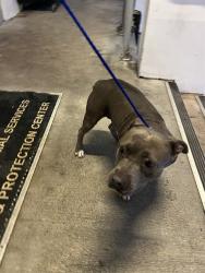 Shelter Stray Female Dog last seen Near BLOCK NW 140TH TER, 3599 NW 79th Ave, Doral, FL 33122, USA