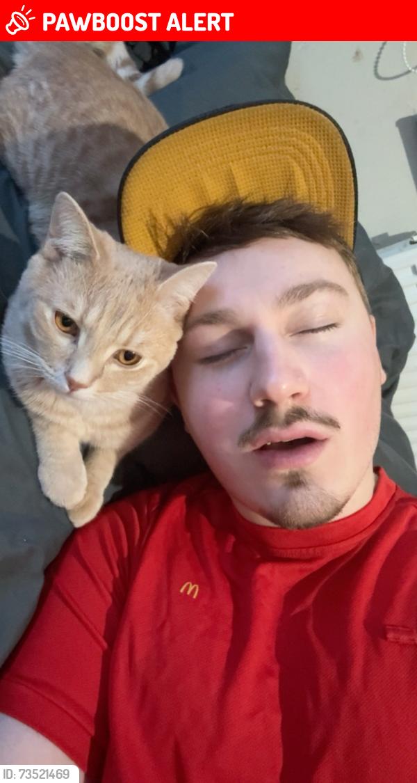 Lost Male Cat last seen Near st rhidian road, Portmead, Wales SA5 5LL