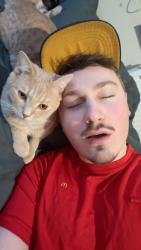 Lost Male Cat last seen Near st rhidian road, Portmead, Wales SA5 5LL