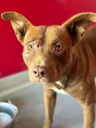 Shelter Stray Male Dog last seen Near BLOCK ROAD 192, PORTERVILLE, CA, Visalia, CA 93292, USA