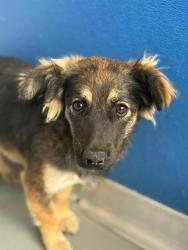 Shelter Stray Female Dog last seen HWY 99, TRAVER, CA, Visalia, CA 93292, USA