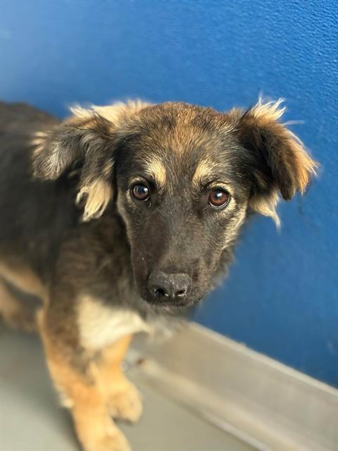 Shelter Stray Female Dog last seen HWY 99, TRAVER, CA, Visalia, CA 93292, USA