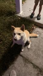 Found/Stray Male Dog last seen Wye oak way and woods way, Chesapeake, VA 23323
