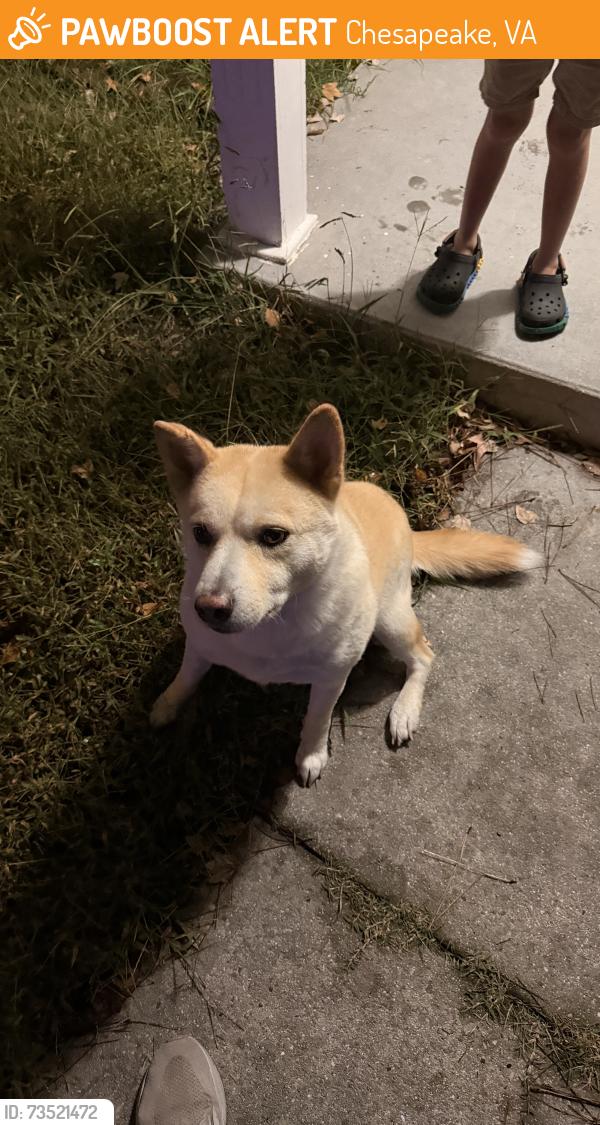 Found/Stray Male Dog last seen Wye oak way and woods way, Chesapeake, VA 23323