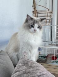 Reunited Female Cat last seen Seaview and Dolphin ct, Ventura, CA 93001