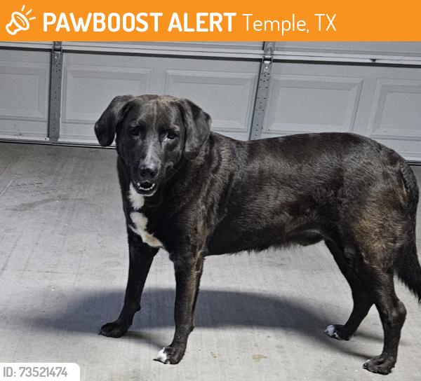 Found/Stray Male Dog last seen 31st and blue meadow drive., Temple, TX 76502