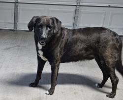 Found/Stray Male Dog last seen 31st and blue meadow drive., Temple, TX 76502