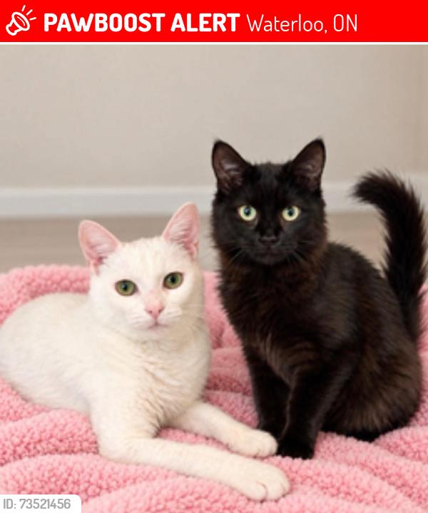Lost Female Cat last seen Cedarvale Crescent, Waterloo, ON 