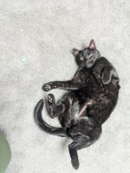 Reunited Male Cat last seen Bushnell and Miramar, University Heights OH, University Heights, OH 44118