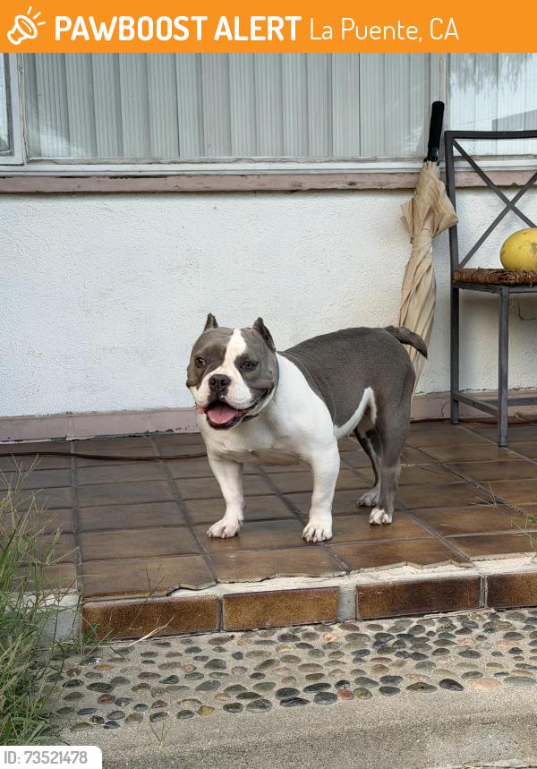 Found/Stray Female Dog last seen Samgerry Dr., La Puente, CA 91744