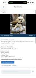 Lost Male Dog last seen Ray and Garfield, Freeport, NY 11520