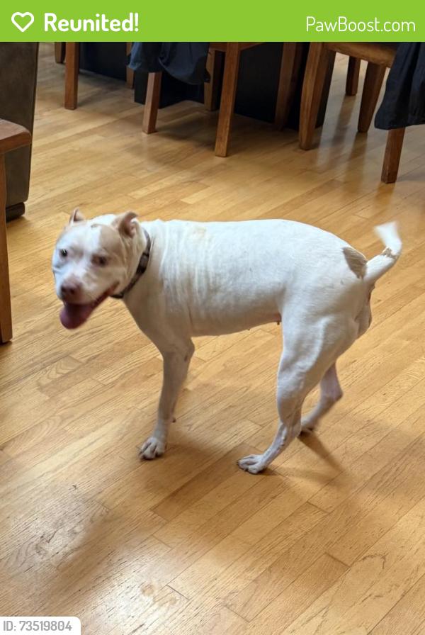 Reunited Female Dog last seen Orvold Park Dr & Woodland, McFarland, WI 53558